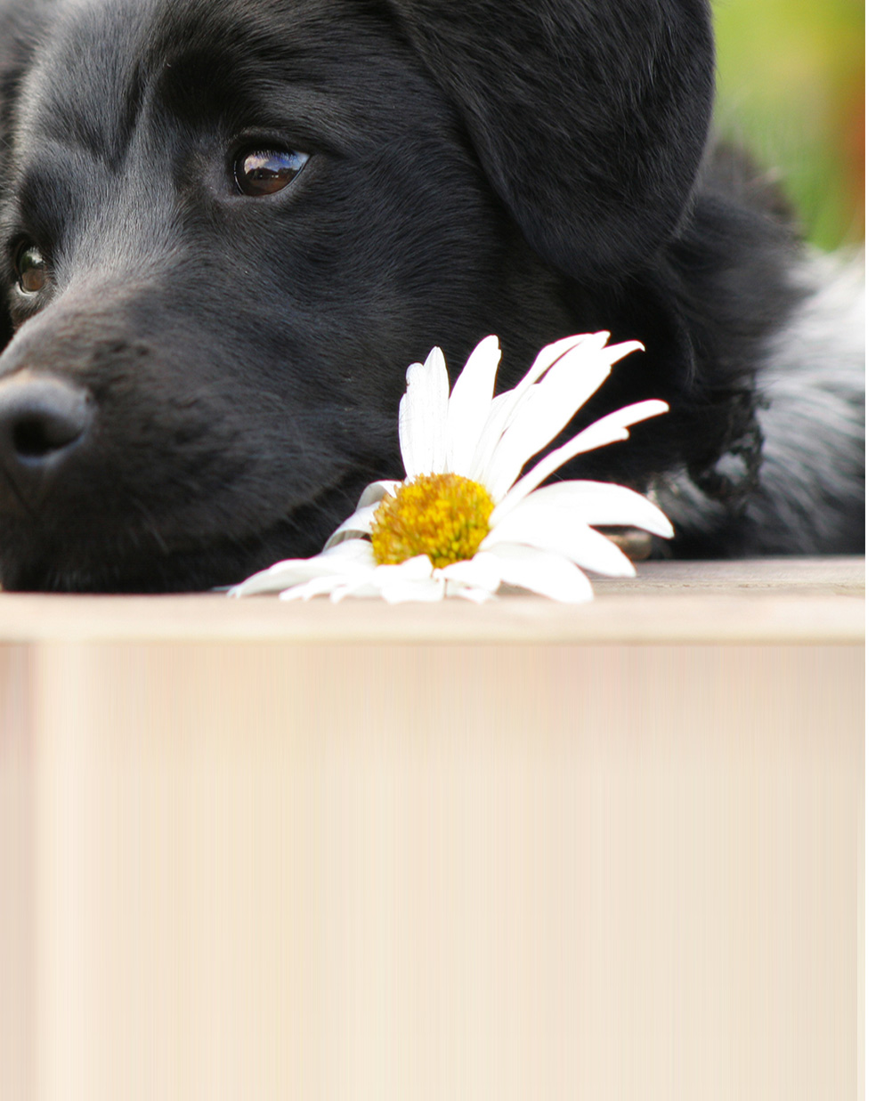cremazione e sepoltura animali d'affezione