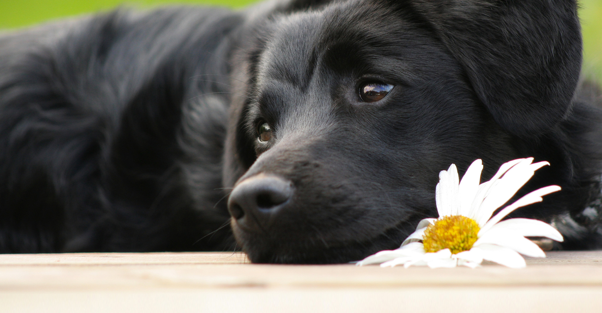 cremazione e sepoltura animali d'affezione